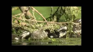 Pato de collar, callonetta leucophrys