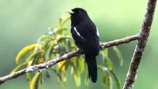 Monja Piquigualda Cantando Sonido para Llamar El Mejor