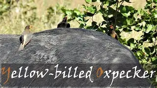 Yellow-billed Oxpecker (Buphagus africanus) Bird Call & Video | Kruger Birds | Stories Of The Kruger