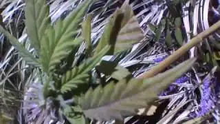 Outdoor 2009 Grow: 3 Weeks Flowering