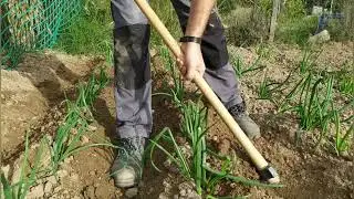 cómo cultivar calçots y sus cuidados/El huerto de Kevin 🌱