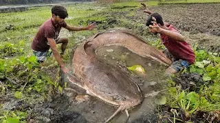 Amazing Hand Fishing Video   Traditional Catfish Catching In Mud Water By Hand.