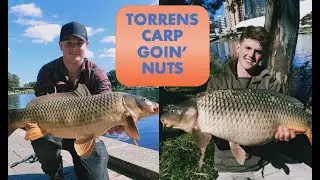 Catching some BIG CARP in Adelaide! | Torrens River is Going Off