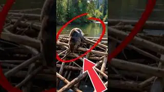 This Animal Builds Better Than Engineers! 🏗️🐾