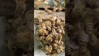 Bees vs. Hornet: Nature&rsquo;s Epic Battle Caught on Camera!