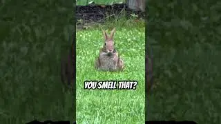 Rabbit 🐰 Sniffs #quiteatinganimals #vegan #smell #nose #meat #food #animals #hunt #kill #shorts