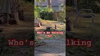 Solo Talks With Invisible Spirits While the Crows Fly Into Traffic