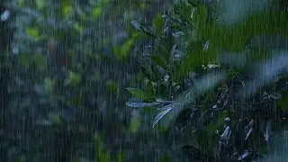 Tropical Rain on Wet Leaves &ndash; Nature Sounds for Deep Relaxation