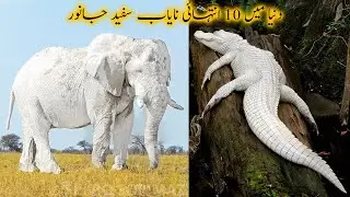 دنیا میں 10 انتہائی نایاب سفید جانور | Most Rare White Animals in the World | Facts in Urdu