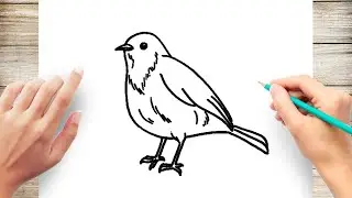 How to Draw Robin Bird Easy
