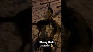 Strong Badi💪 #strong #dogs #fight #dogfight #pets #puller #ukraine #сила #пес #winner #win