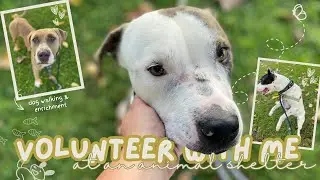 VOLUNTEER WITH ME: spending a morning at the animal shelter VLOG