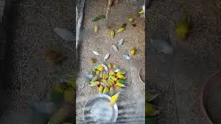 Keeping Love Birds Happy