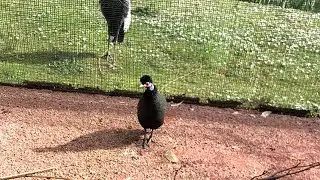 VIRTUAL ZOO DAY LIVE 2: Beautiful birds! 🐥