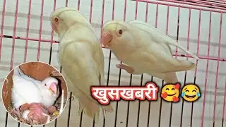 Albino love birds breeding start🥰