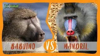 Babuino Chacma vs Mandril: &iquest;Cual es el mono mas fuerte?