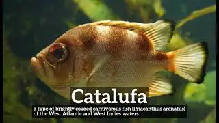 What is Catalufa? | How to Say Catalufa in English? | How Does Catalufa Look?