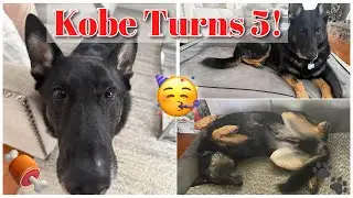 Kobe Turns 5!!! 🥳 | #KobeBear #germanshepherd