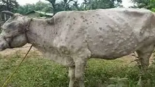 Veterinary Field Work Case Discussion/ 7591812529 Whatsapp Your Field Work Video
