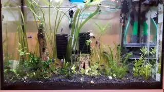 Liberty molly & common ancistrus