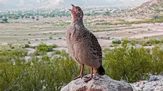 Gray Partridge Sounds For Hunting | Shikari Kelye Behtar Awaaz 