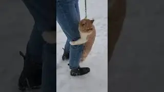 CAT Reacts To The First SNOW Funny Video #Shorts