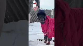 Доберман Приехал к Бабушке 😭