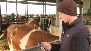 Comfortable barn: Cows wear fitness trackers
