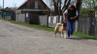 TAMONTEN AMARETTI, female 6 month