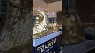【ラッキーなことがおこりました！】金箔ライオン像●広島三越● #広島市 #デパート #ライオン