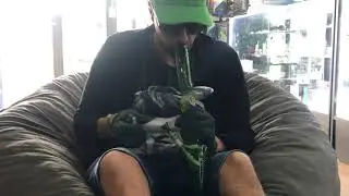 Red Eye Tek &ldquo;Color changing Zong&rdquo; purchase on 4:20 @smokersjunction