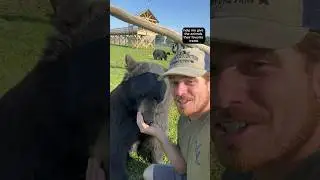 Help me give animals some treats! #animal #animals #coolanimals #shorts