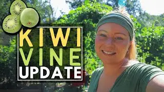 HARDY KIWI VINE UPDATE 🥝 | 2021| Connecticut #Garden #zone6b