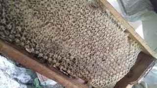 Manejo para alta produção de mel
