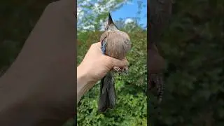 СОЙКА 🐦🐦🐦 обзор мегаХИТ 🔥🔥🔥 2025
