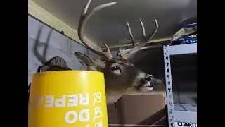 CRAZY DEER Attacks Dog(WARNING: SAD)