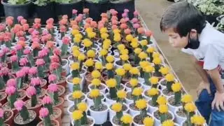 Cactus 🌵 different varieties of cactus in bangalore nursery with price || colorful cactus 🌵