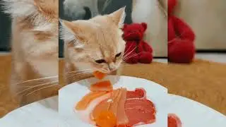 Kitty meal time 😋 enjoy &ldquo;Cute Cat Eating Food 🐱🍲 | Meow Meals | Relaxing Cat Mukbang & ASMR&rdquo;