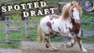 TOP Beautiful Spotted Draft Horse in the World!