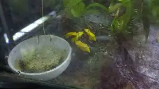 Adelphobates galactonotus (yellow) courtship dance.