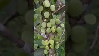 Beautiful leave parasite#beautiful #nature #birds #sound #parasite