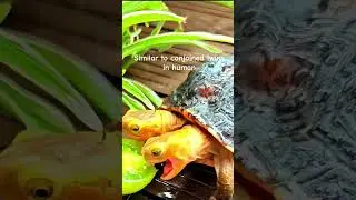 MMA Two headed Turtle | Yellow Headed Box Turtle | Bicephaly #turtle #twoheaded #multihead #reptiles