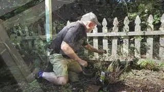 In the Garden: Adding instant color, creating a nursery bed and repairing statues