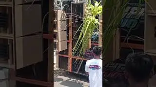 Sabon pro Audio Beye Decox Ngudirejo Jombang 2024 #karnaval #budayajawa #2024