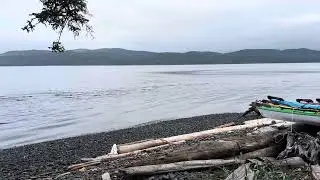 Dolphin Show in the wild | Orca Camp Vancouver Island