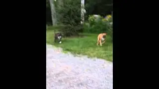 No more leash restriction!