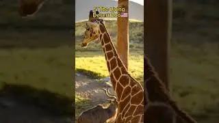 Top 5 Largest Zoo In The World🌎🦓🦡🦒|#shorts #zoo😱