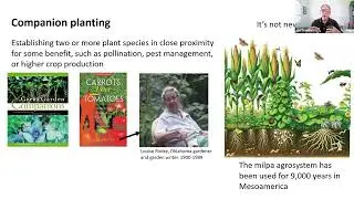 Companion Planting for a Healthy and Productive Vegetable Garden
