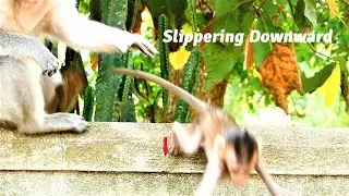 Oh How Is This Poor Baby One Get Scary!, Mother Monkey Emila Tries Harder to Help Baby