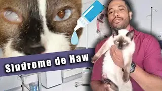 SÍNDROME de HAW em gatos tratamento.